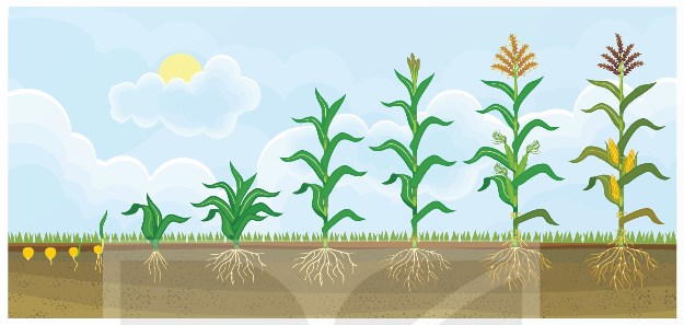 Cây ngô lúc nhỏ và khi trưởng thành