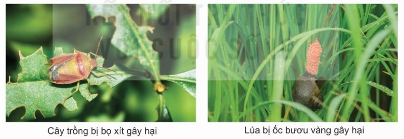 Cây trồng bị bọ xít gây hại; Lúa bị ốc bươu vàng gây hại