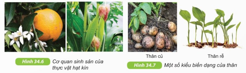 Cơ quan sinh sản của thực vật hạt kín