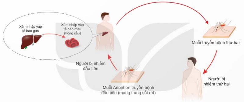 Con đường truyền bệnh sốt rét