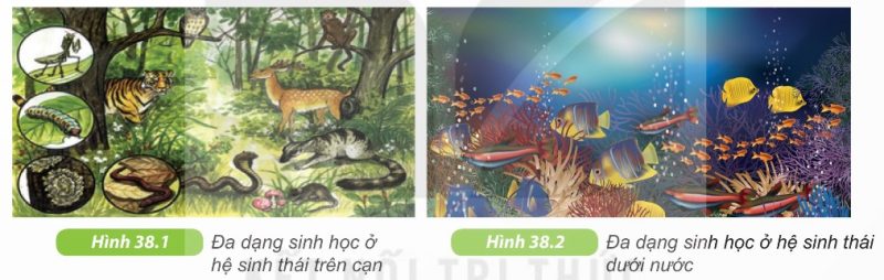 Đa dạng sinh học