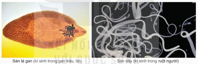 Đại diện ngành Giun dẹp: sán lá gan, sán dây