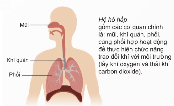 Hệ hô hấp ở cơ thể người