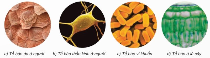 Hình dạng một số loại tế bào