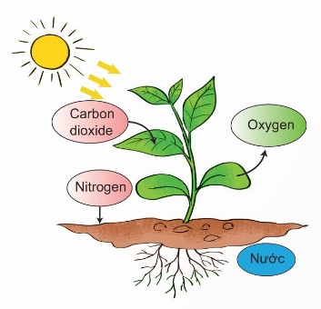 Không khí cần cho sự phát triển của cây xanh