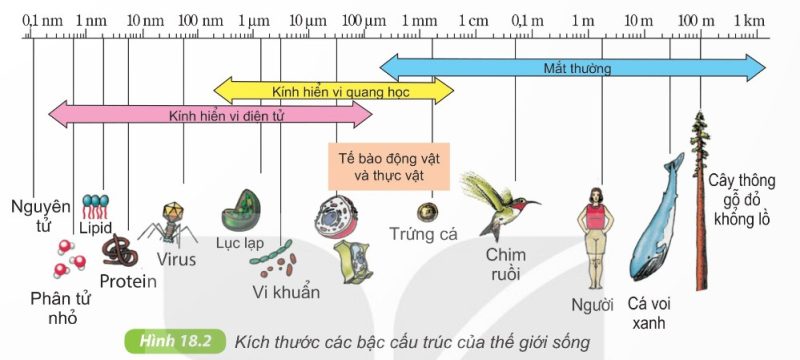 Kích thước các bậc cấu trúc của thế giới sống