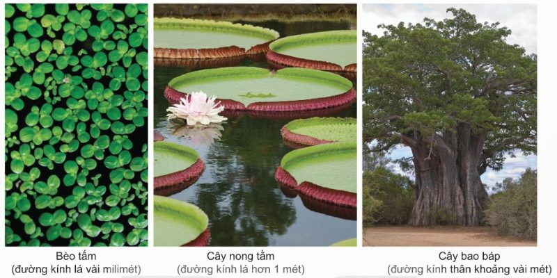 Kích thước một số loài thực vật