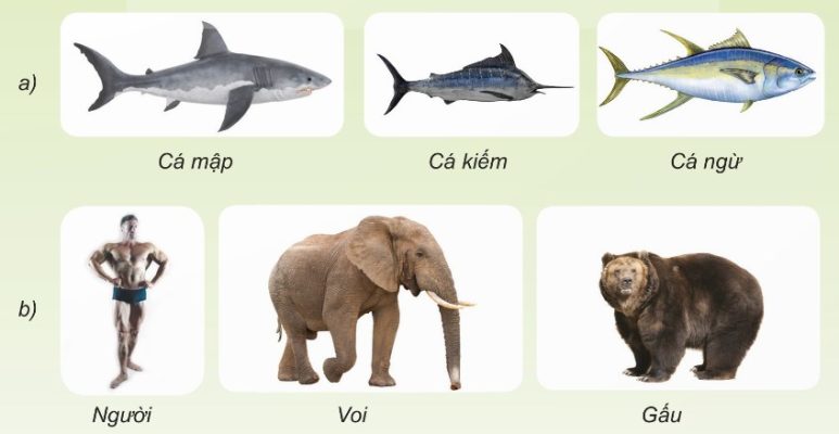 Minh hoạ về sự thích nghi hình dạng động vật dưới nước và trên cạn