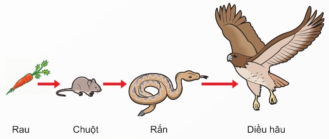 Một chuỗi thức ăn: Rau → Chuột → Rắn → Diều hâu