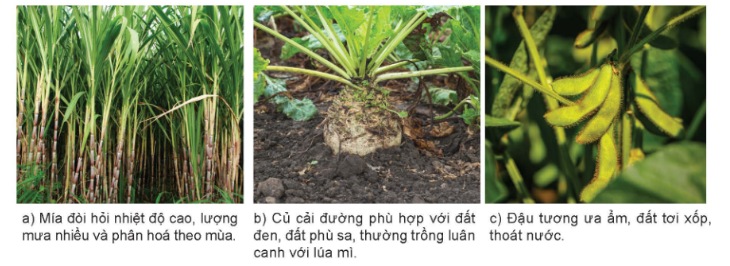 Một số cây công nghiệp hàng năm – mía, củ cải đường, đậu tương