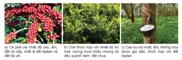 Một số cây công nghiệp lâu năm – cà phê, chè, cao su