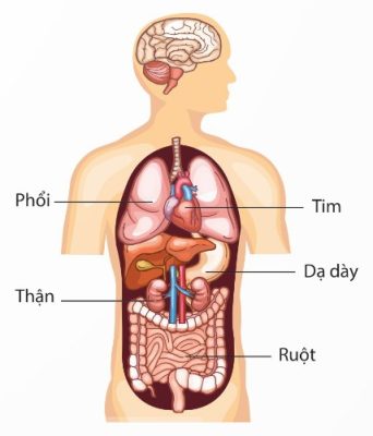 Một số cơ quan ở cơ thể người