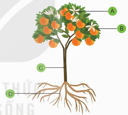 Một số cơ quan ở thực vật có hoa