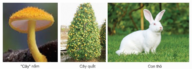 Một số cơ thể đa bào