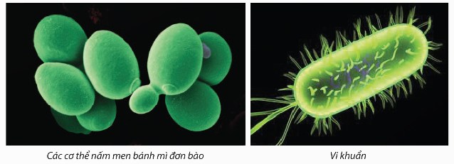 Một số cơ thể đơn bào