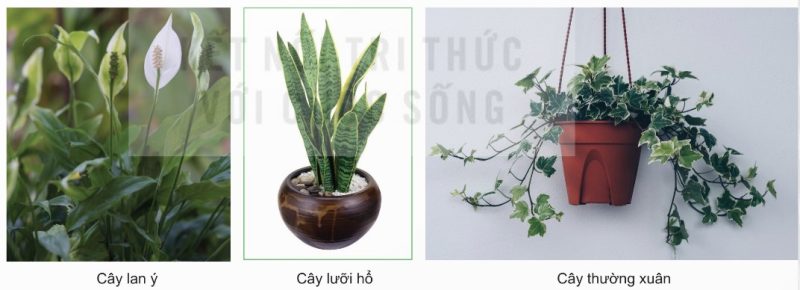 Một số loài cây thường được trồng trong nhà