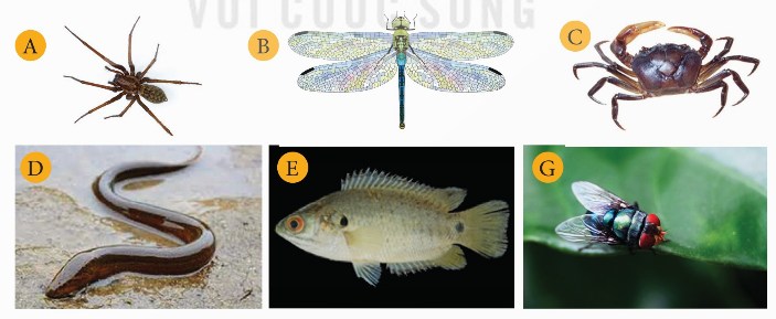 Một số loài động vật