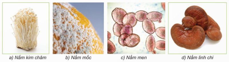 Một số loại nấm: a) Nấm kim châm, b) Nấm mốc, c) Nấm men, d) Nấm linh chi