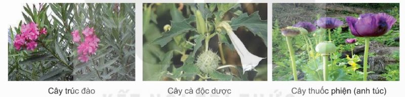 Một số loài thực vật có thể gây hại cho con người