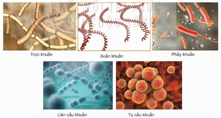 Một số loại vi khuẩn