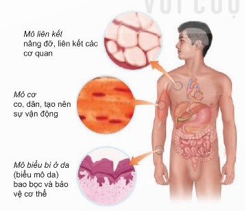 Một số mô ở cơ thể người