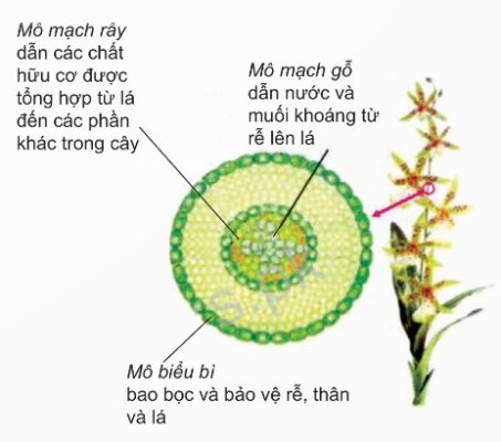 Một số mô ở cơ thể thực vật