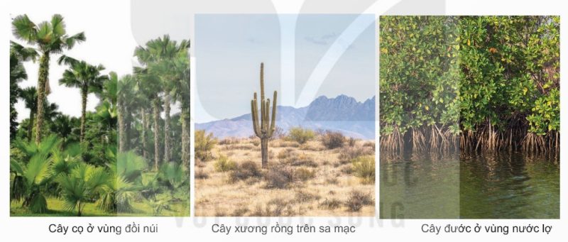 Một số môi trường sống khác nhau của thực vật