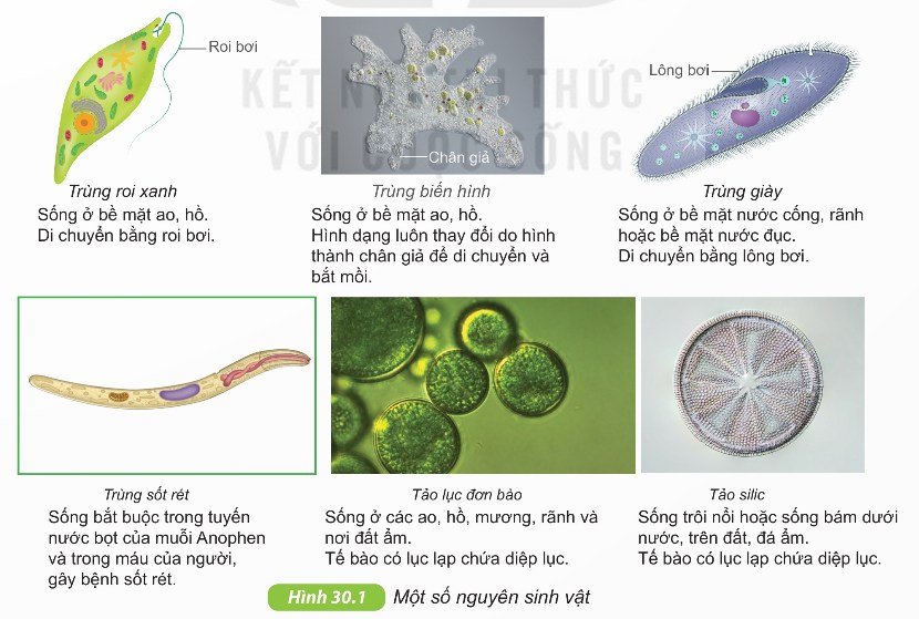 Một số nguyên sinh vật