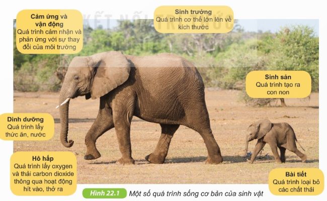 Một số quá trình sống cơ bản của sinh vật