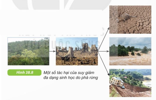 Một số tác hại của suy giảm đa dạng sinh học do phá rừng