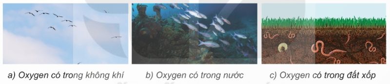 Oxygen có ở khắp nơi trên Trái Đất