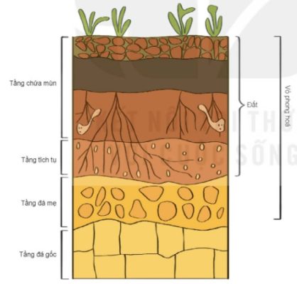 Phẫu diện đất và vỏ phong hoá