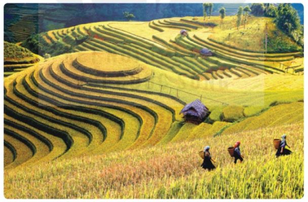 Ruộng bậc thang của người Mông ở Mù Cang Chải (tỉnh Lào Cai)