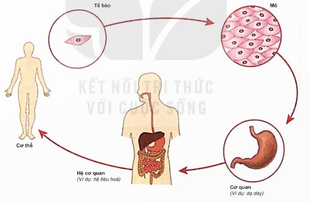 Sơ đồ các cấp tổ chức cấu tạo cơ thể người