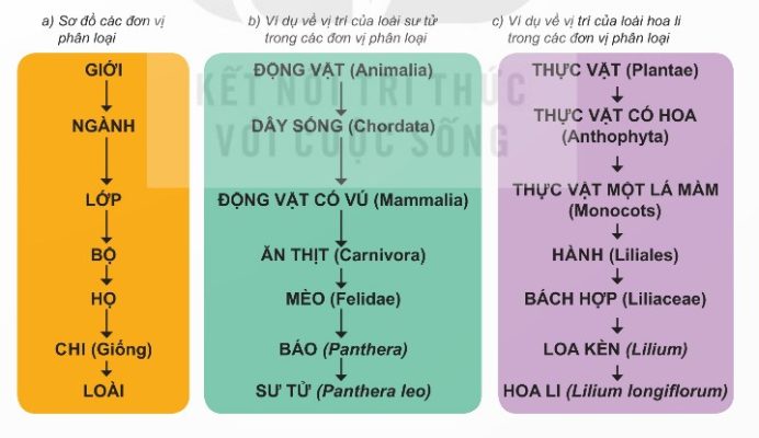 Sơ đồ các đơn vị phân loại sinh vật