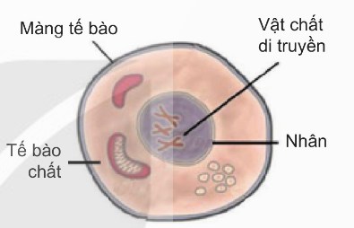 Sơ đồ các thành phần chính của tế bào
