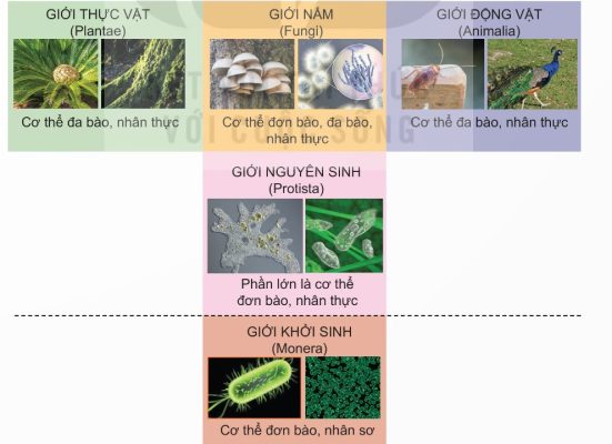 Sơ đồ hệ thống phân loại năm giới