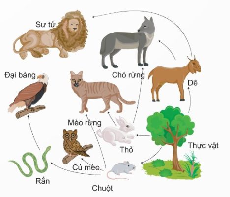 Sơ đồ mối quan hệ dinh dưỡng giữa một số loài trong tự nhiên
