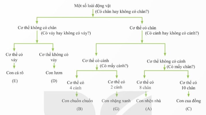 Sơ đồ phân loại một số loài động vật dựa vào khoá lưỡng phân