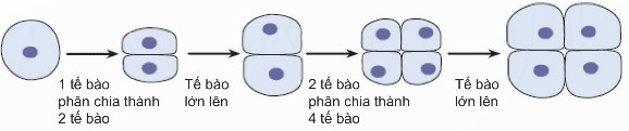 Sơ đồ quá trình lớn lên và sinh sản của tế bào
