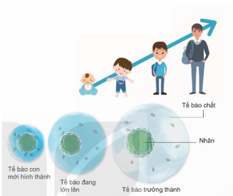 Sự lớn lên của tế bào
