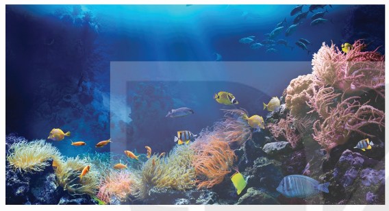 Sự sống trong nước biển do có oxygen hoà tan
