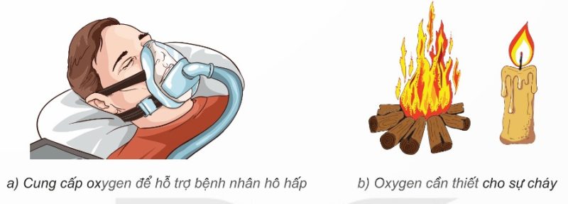 Vai trò của oxygen