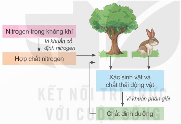 Vai trò của vi khuẩn trong tự nhiên