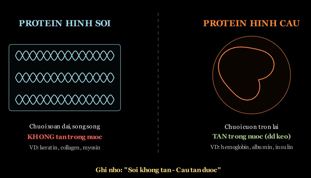 So sánh protein hình sợi và protein hình cầu