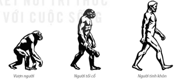 Các dạng người trong quá trình tiến hoá – Vượn người, Người tối cổ, Người tinh khôn