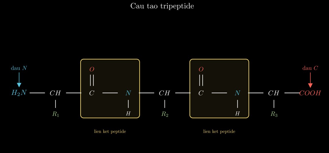 Cấu tạo liên kết peptide trong tripeptide