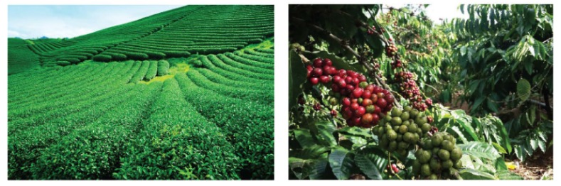 Hình 9.1: Đồi chè ở Mộc Châu, Sơn La và Hình 9.2: Vườn cà phê ở Krông Búk, Đắk Lắk