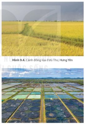 Hình 9.4: Cánh đồng lúa ở Vũ Thư, Hưng Yên và Hình 9.5: Trang trại nuôi tôm ở Kiên Lương, An Giang