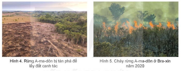 Rừng A-ma-dôn bị tàn phá để lấy đất canh tác
